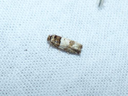 Réf. 295 446 : Epinotia thapsiana